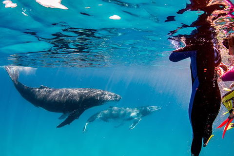 Life On Ningaloo Swimming Tour In Exmouth - Getaway Accommodation 0
