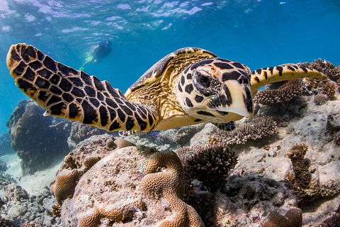 Life On Ningaloo Swimming Tour In Exmouth - Getaway Accommodation 1