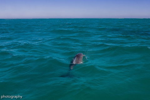 Ningaloo Immersion Private Charter - Getaway Accommodation 1