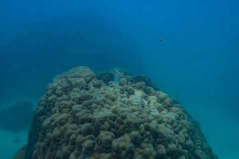 Ningaloo Immersion Private Charter - Getaway Accommodation 4