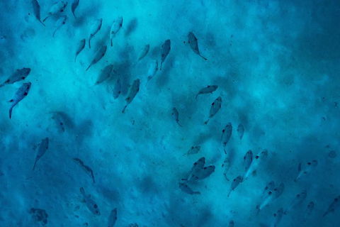 Ningaloo Immersion Private Charter - Getaway Accommodation 2
