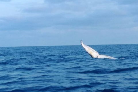 Whale Watching Boat Tour In Geraldton - Getaway Accommodation 0
