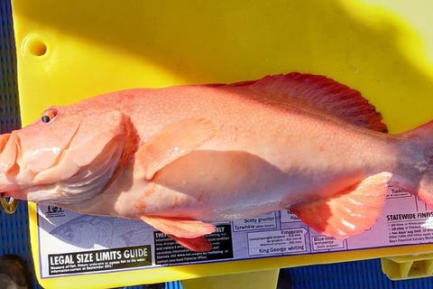Geraldton Fishing Charter - Getaway Accommodation 13