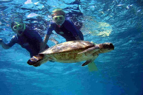 Full-Day Whale Sharks Swimming Experience On Ningaloo Reef - Getaway Accommodation 7