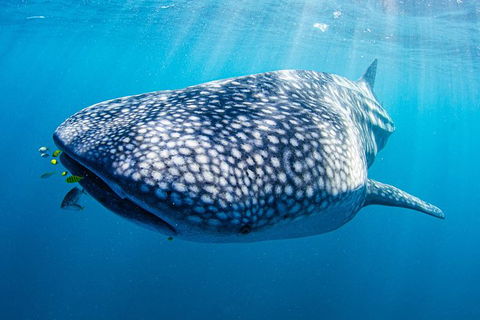 Full-Day Whale Sharks Swimming Experience On Ningaloo Reef - Getaway Accommodation 9
