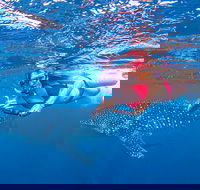 Full-Day Whale Sharks Swimming Experience on Ningaloo Reef - Getaway Accommodation