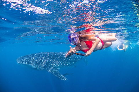 Full-Day Whale Sharks Swimming Experience On Ningaloo Reef - Getaway Accommodation 0