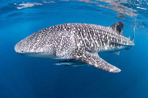Full-Day Whale Sharks Swimming Experience On Ningaloo Reef - Getaway Accommodation 14