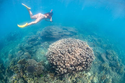 Full-Day Whale Sharks Swimming Experience On Ningaloo Reef - Getaway Accommodation 6