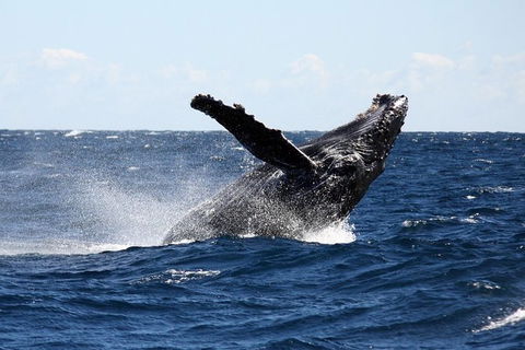 Full-Day Whale Sharks Swimming Experience On Ningaloo Reef - Getaway Accommodation 8