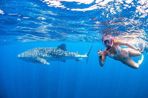 Full-Day Whale Sharks Swimming Experience On Ningaloo Reef - Getaway Accommodation 17