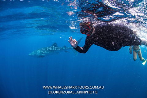 Full-Day Whale Sharks Swimming Experience On Ningaloo Reef - Getaway Accommodation 2