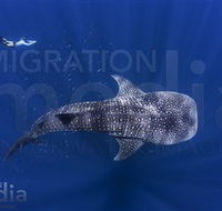 Migration Media - Getaway Accommodation