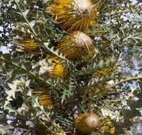 Woylie Walk Dryandra Woodland - Getaway Accommodation
