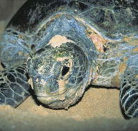 Turtle Nesting Season - Getaway Accommodation