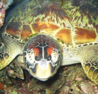 Adrenalin Snorkel and Dive - Getaway Accommodation