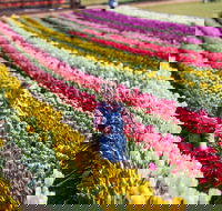 Tesselaar Tulip Festival - Getaway Accommodation