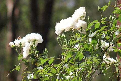 Avoca Park - Getaway Accommodation 5