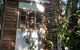 Rain Forest Gem - thumb 1