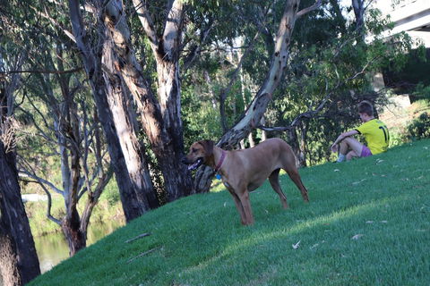 Bridge Motel Wellington - Getaway Accommodation 1