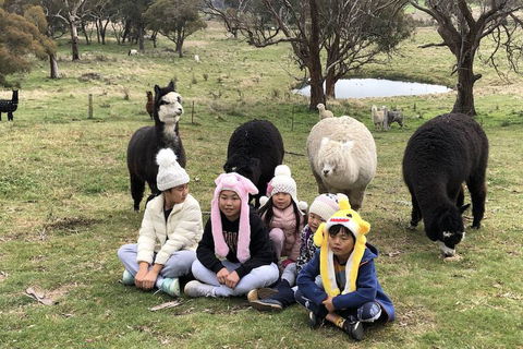 High Country Trail Rides & Farm Stay - Getaway Accommodation 2