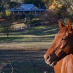 Historic Oak Hill House Estate Truffle Gourmet Festival Region - Getaway Accommodation 0