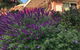Holly Cottage - thumb 3