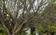 Blossoms On The Bay Nubeena - thumb 2