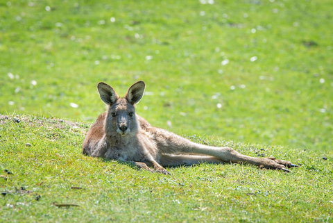 Halls Gap Motel - Getaway Accommodation 5