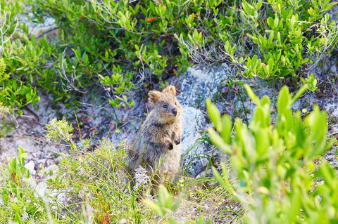 Rottnest Island Authority - Getaway Accommodation 1