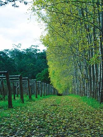 Hawke Brook Chalets - Getaway Accommodation 2
