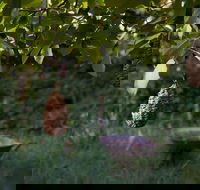 Little Wombat - Getaway Accommodation