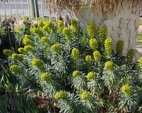 Golden Age Motor Inn Queanbeyan - Getaway Accommodation 2