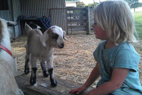 Fernleigh Farmstay & Bike Park - Getaway Accommodation 5
