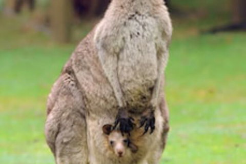 Halls Gap Lakeside Tourist Park - Getaway Accommodation 1