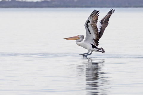 Mariners Cove At Paynesville Motel & Apartments - Getaway Accommodation 5