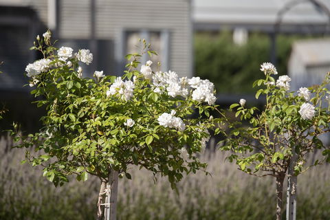 The Nest At Gundaroo - Getaway Accommodation 4