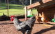 Heggys Cottage - thumb 3