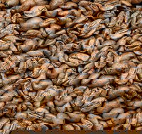 Coffee Guru Ulladulla - Getaway Accommodation