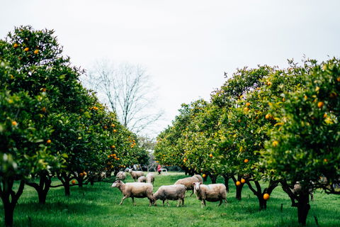 Cambray Cheese Farm Shop - Getaway Accommodation 0