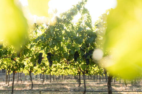 Sandalford Wines - Margaret River - Getaway Accommodation 2