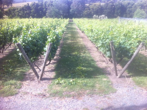 Providence Vineyards - Getaway Accommodation 1