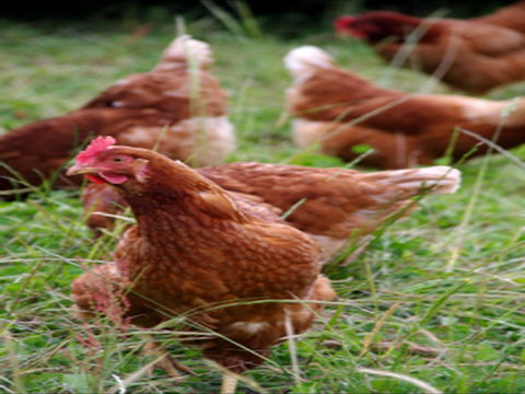 Holbrook Paddock Eggs - Getaway Accommodation 0