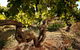 Baileys Of Glenrowan - thumb 1
