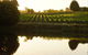Brook Eden Vineyard - thumb 2