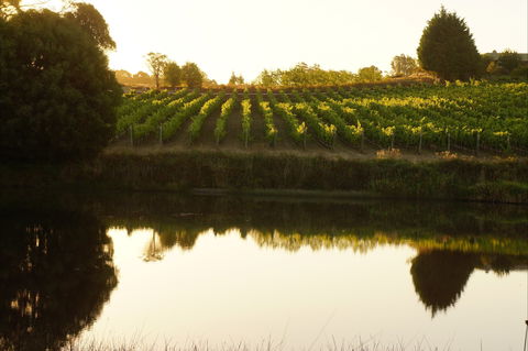 Brook Eden Vineyard - Getaway Accommodation 2