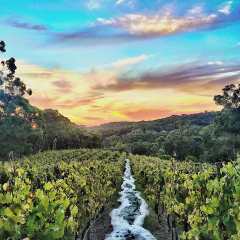 Between The Vines Cellar Door - Getaway Accommodation 0