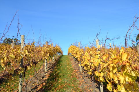 Between The Vines Cellar Door - Getaway Accommodation 1