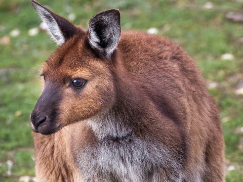 Mercure Kangaroo Island Lodge - Getaway Accommodation 15
