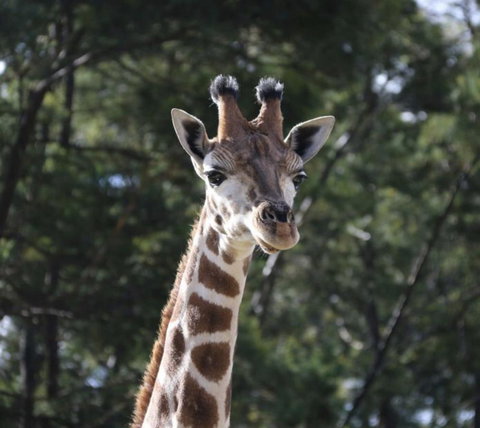 Modern Executive Apt@Barton*1BR*WiFi*Gym*Secure Parking*Canberra - Getaway Accommodation 29